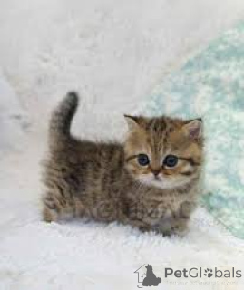 Фото №1. манчкин - купить в Вена за 52123₽. Объявление №163812