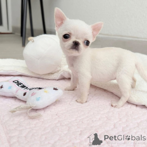 Фото №3. Я хотел сообщить вам, что в настоящее время у нас есть несколько замечательных,.  США