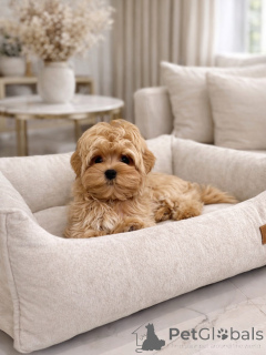 Фото №3. Милые малыши мальтипу с красивой шерстью.  Германия