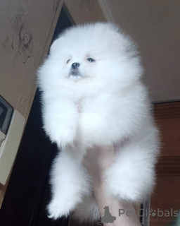 Фото №2 к объявлению №166156 о продаже померанского шпица - купить в Германии 