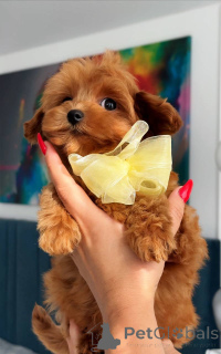 Фото №4. Продажа мальтийскую болонку в Амстердам заводчик - цена 102044₽