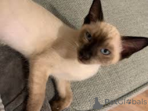 Фото №3. Chatons balinais доступны по желанию.. Бельгия