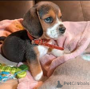 Фото №3. Preciosos cachoros Beagle en Venta.  Испания