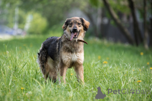 Фото №2 к объявлению №141409 о продаже беспородную - купить в России частное объявление