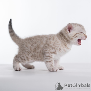 Фото №4. Продам бенгальскую в Даларё из приюта - цена 44934₽