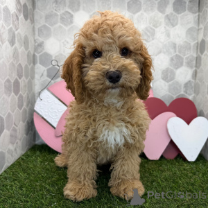 Фото №1.  - купить в Лондонский Сити за 37107₽. Объявление №163936