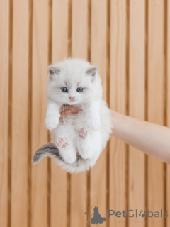 Фото №1. рэгдолл - купить в Ниже за договорная. Объявление №156474