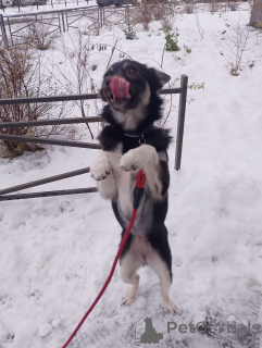 Фото №3. Ищет дом крошка-собачка весом 6 кг.  Россия