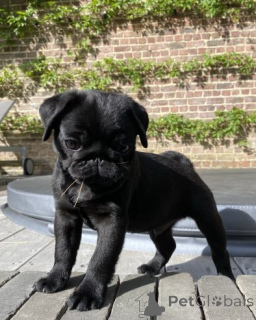 Фото №4. Продажа мопса в Адутишка  - цена договорная