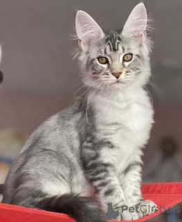 Фото №2 к объявлению №163660 о продаже мейн-кун - купить в Германии заводчик