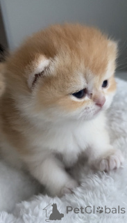 Фото №3.  Британские котята золотая шиншилла девочки . Чехия