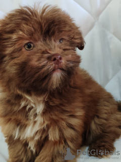 Фото №3. Щенки Болонки Вьетна.  Сербия