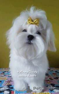 Фото №3. Чарівна малеча мальтезе найвищої якості.  Украина