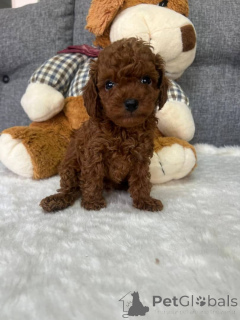 Фото №3. чашка пуделей.  Канада