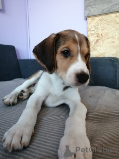 Фото №2 к объявлению №166243 о продаже русскую гончую - купить в Германии заводчик