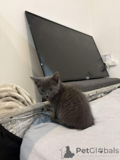 Фото №1. русская голубая - купить в Антверпен за Бесплатно. Объявление №154077