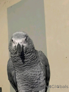 Фото №3. Молодые и взрослые Приучены на дому Приручены вручную Ветеринар проверен.  США