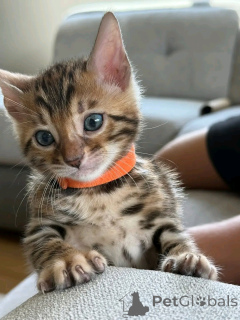 Фото №1. бенгальская - купить в Мюнхене за 57516₽. Объявление №155539