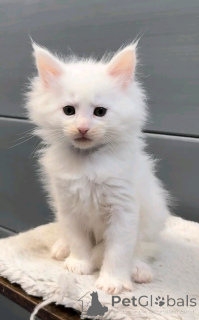 Фото №2 к объявлению №137223 о продаже персидская - купить в Германии заводчик