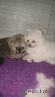 Фото №1.  - купить в Андерлехт за 74214₽. Объявление №161706