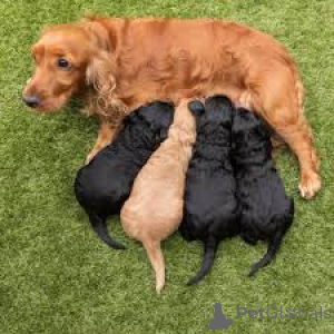 Фото №1. американский кокер-спаниель - купить в Брюсселе за 64937₽. Объявление №158164