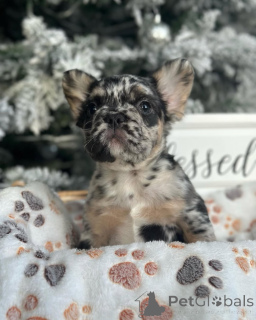 Фото №3. Пушистые щенки французского бульдога на усыновление.  Германия