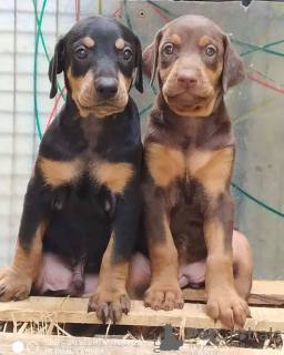 Фото №2 к объявлению №132700 о продаже  - купить в Нидерландах заводчик