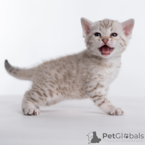 Фото №2 к объявлению №159291 о продаже бенгальская - купить в Швеции из приюта