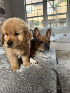 Фото №1. золотистый ретривер - купить в Берлине за договорная. Объявление №154321