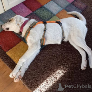 Фото №3. Щенок смешанной породы, сука.  Германия