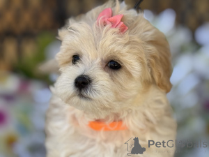 Фото №1. мальтипу - купить в Венорф Бей Гамбург за 83490₽. Объявление №150180