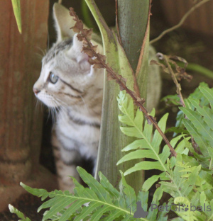 Фото №2 к объявлению №144480 о продаже бенгальская - купить в Австрии заводчик