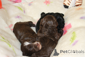 Фото №3. Bolonka Weta FCI Puppy.  Польша