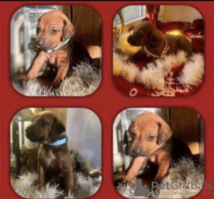 Дополнительные фото: Очаровательные щенки родезийского риджбека