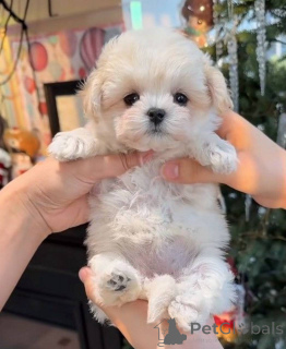 Фото №1. мальтипу - купить в Нью-Йорке за 80881₽. Объявление №162474