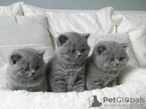 Фото №3. Британские короткошерстные котята. Украина