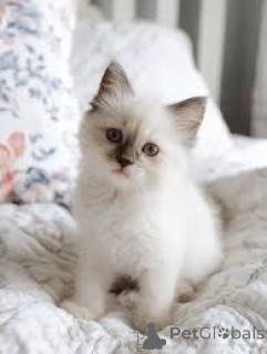 Фото №2 к объявлению №165918 о продаже сибирская - купить в Франции частное объявление, заводчик