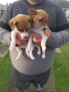 Фото №2 к объявлению №144457 о продаже джек-рассел-терьера - купить в Австрии заводчик