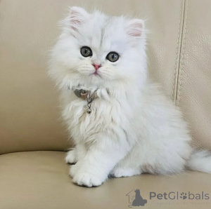 Фото №1.  - купить в Милане за Бесплатно. Объявление №162280