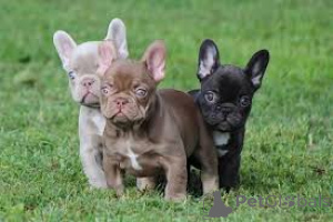 Фото №3. Chiots Bouledogue Français à vendre.  Люксембург