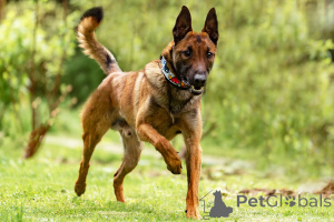 Фото №3. Красавчик Анзор ищет дом..  Россия