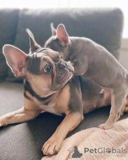 Фото №2 к объявлению №153743 о продаже французского бульдога - купить в Германии заводчик