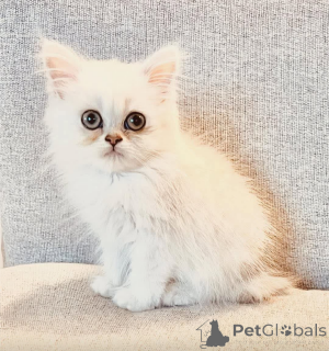 Фото №1.  - купить в Торонто за Бесплатно. Объявление №162002