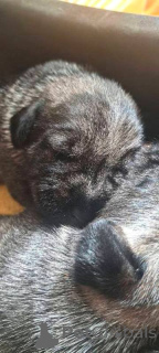 Фото №2 к объявлению №157212 о продаже миттельшнауцера - купить в Сербии 