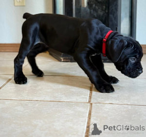 Фото №2 к объявлению №161250 о продаже кане-корсо - купить в Финляндии заводчик