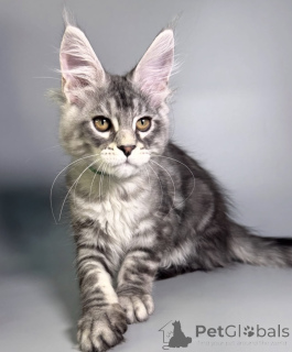 Фото №2 к объявлению №163663 о продаже мейн-кун - купить в Германии заводчик