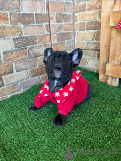 Фото №3. Здоровые, хорошо социализированные щенки французского бульдога доступны уже.  Германия