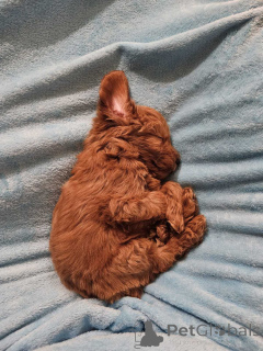 Фото №3. Коккапу Штэнси - Кокер I Пудла.  Сербия