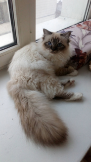 Фото №3. Продается подросший котенок редкой породы Священная Бирма шоу-качества. Россия