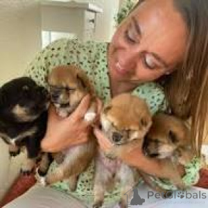 Фото №1. сиба-ину - купить в Париже за 64937₽. Объявление №166753